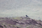 Sortkrage (Corvus corone)