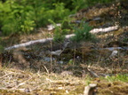 Svaleklire (Tringa ochropus) - unge