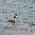 Toppet Lappedykker (Podiceps cristatus)