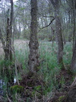 91E0 (Elle- og askeskove ved vandløb, søer og væld)