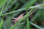 Acrididae (Markgræshopper) - nymfe