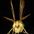 Elle-Tandmåler (Ennomos alniaria)