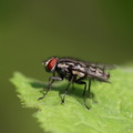 Kødflue (Sarcophagidae)