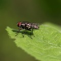 Kødflue (Sarcophagidae)