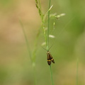 Langhornet Møl (Nemophora degeerella)