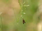 Langhornet Møl (Nemophora degeerella)