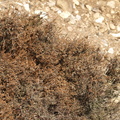 Lyngbladbille (Lochmaea suturalis)