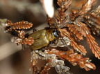 Lyngbladbille (Lochmaea suturalis)