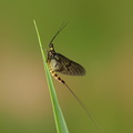 Majflue (Ephemera danica)