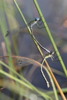 Sortmærket kobbervandnymfe (Lestes dryas)