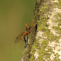 Tanyptera atrata (Tanyptera atrata)