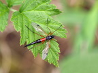 Tanyptera atrata (Tanyptera atrata)