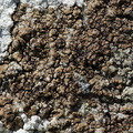 Acarospora fuscata (Brun småsporelav)