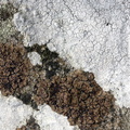 Acarospora fuscata (Brun småsporelav)