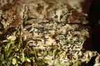 Alyxoria varia, Opegrapha varia (Almindelig bogstavlav)