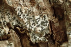 Alyxoria varia, Opegrapha varia (Almindelig bogstavlav)