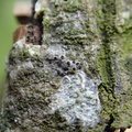 Amandinea punctata, Buellia punctata (Liden sortskivelav)