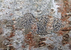 Arthonia radiata (Stjerne-pletlav)