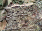 Arthonia spadicea (Skygge-pletlav)