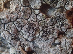 Arthonia varians - parasit på Lecanora rupicola