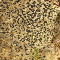 Arthothelium ruanum, Arthonia ruana (bark-mursporelav)