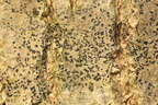 Arthothelium ruanum, Arthonia ruana (bark-mursporelav)