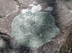 Aspicilia caesiocinerea, Circinaria caesiocinerea (Fuglestens-hulskivelav)