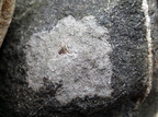 Aspicilia caesiocinerea, Circinaria caesiocinerea (Fuglestens-hulskivelav)