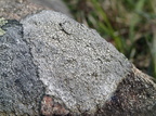 Aspicilia cinerea (Grå hulskivelav)