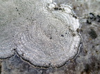 Aspicilia leprocescens (Skurvet hulskivelav)
