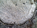 Aspicilia leprocescens (Skurvet hulskivelav)