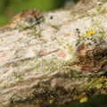 Athallia cerinella, Caloplaca cerinella (Kvist-orangelav)