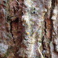 Athallia cerinella, Caloplaca cerinella (Kvist-orangelav)
