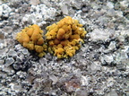 Athallia scopularis, Caloplaca scopularis (Klippe-orangelav)