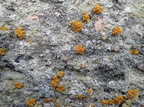 Athallia scopularis, Caloplaca scopularis (Klippe-orangelav)