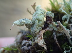 Bachmanniomyces uncialicola parasit på Cladonia uncialis