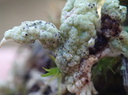 Bachmanniomyces uncialicola parasit på Cladonia uncialis