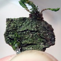 Bacidia fraxinea (Aske-tensporelav)
