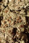 Bacidia rubella (Rødbrun tensporelav)