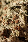 Bacidia rubella (Rødbrun tensporelav)