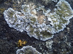 Blastenia teicholyta, Caloplaca teicholyta (Grå orangelav)