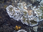 Blastenia teicholyta, Caloplaca teicholyta (Grå orangelav)