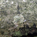 Buellia griseovirens (Grågrøn sotrskivelav)