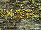 Candelariella reflexa (Grynskællet æggeblommelav)