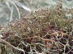Cetraria aculeata (Grubet tjørnelav)