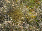 Cetraria islandica (Islandsk Kruslav)