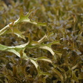 Cetraria islandica (Islandsk Kruslav)