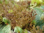 Cetraria muricata (Tue-tjørnelav)