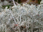 Cladonia arbuscula ssp. squarrosa (Gulhvid rensdyrlav)
