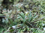 Cladonia callosa (Skør bægerlav)